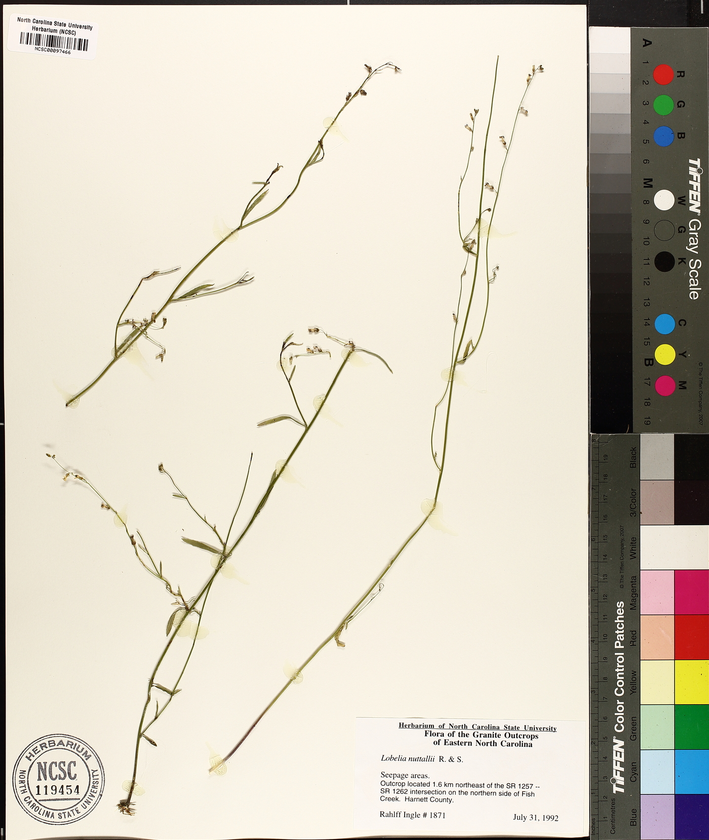 Lobelia nuttallii image