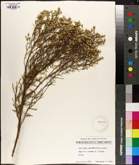 Baccharis angustifolia image