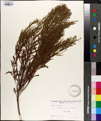 Baccharis angustifolia image