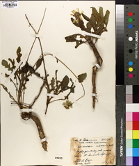 Berlandiera subacaulis image