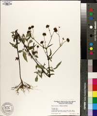 Bidens aristosa image