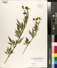 Bidens aristosa image