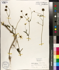 Bidens aristosa image