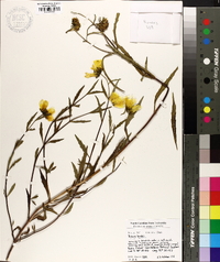 Bidens beckii image