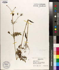 Bidens bipinnata image