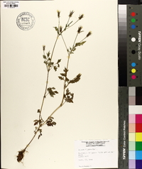 Bidens bipinnata image