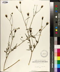 Bidens bipinnata image