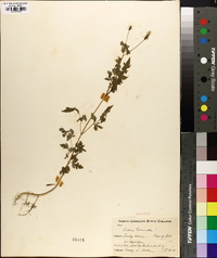 Bidens bipinnata image