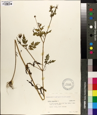 Bidens bipinnata image