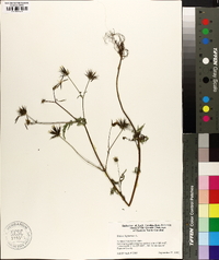 Bidens bipinnata image