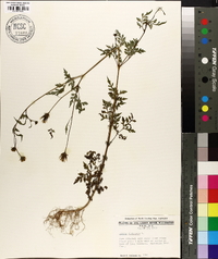 Bidens bipinnata image