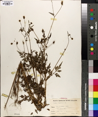 Bidens bipinnata image