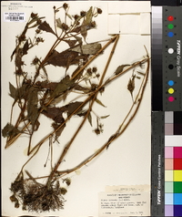 Bidens trichosperma image