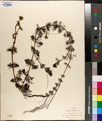 Bidens beckii image