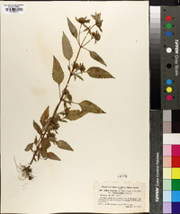 Bidens heterodoxa image