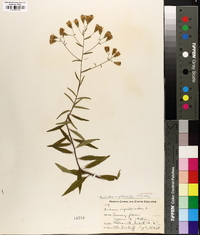 Brickellia eupatorioides image