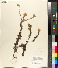 Chrysopsis gossypina image