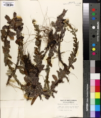 Chrysopsis gossypina image