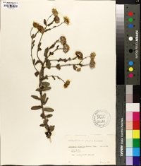 Chrysopsis gossypina image