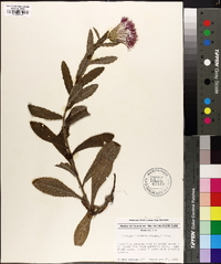 Cirsium repandum image