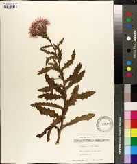 Cirsium repandum image