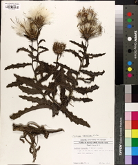 Cirsium repandum image