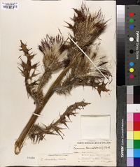 Cirsium horridulum image