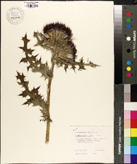 Cirsium horridulum image