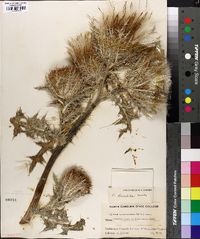 Cirsium horridulum image