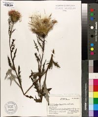 Cirsium discolor image