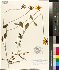 Coreopsis auriculata image