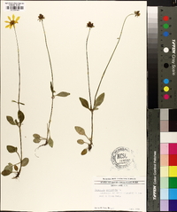 Coreopsis auriculata image