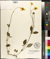 Coreopsis auriculata image