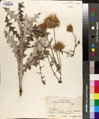 Cirsium virginianum image