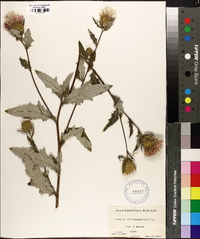 Cirsium altissimum image