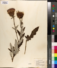 Cirsium altissimum image