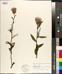 Cirsium altissimum image