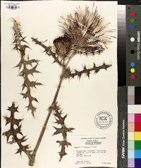 Cirsium horridulum image