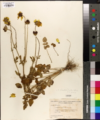 Coreopsis basalis image