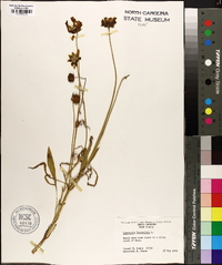 Coreopsis lanceolata image