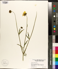 Coreopsis lanceolata image