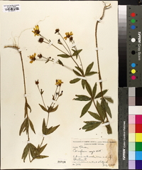 Coreopsis major image