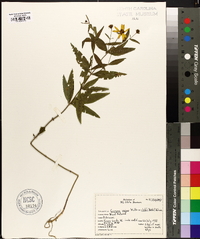 Coreopsis major image