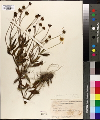 Coreopsis pubescens image