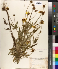 Coreopsis pubescens image