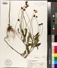 Coreopsis pubescens image