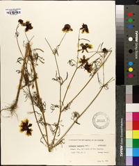 Coreopsis tinctoria image