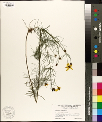 Coreopsis verticillata image