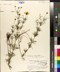 Coreopsis verticillata image