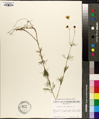 Coreopsis verticillata image